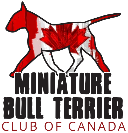 Miniature Bull Terrier Club